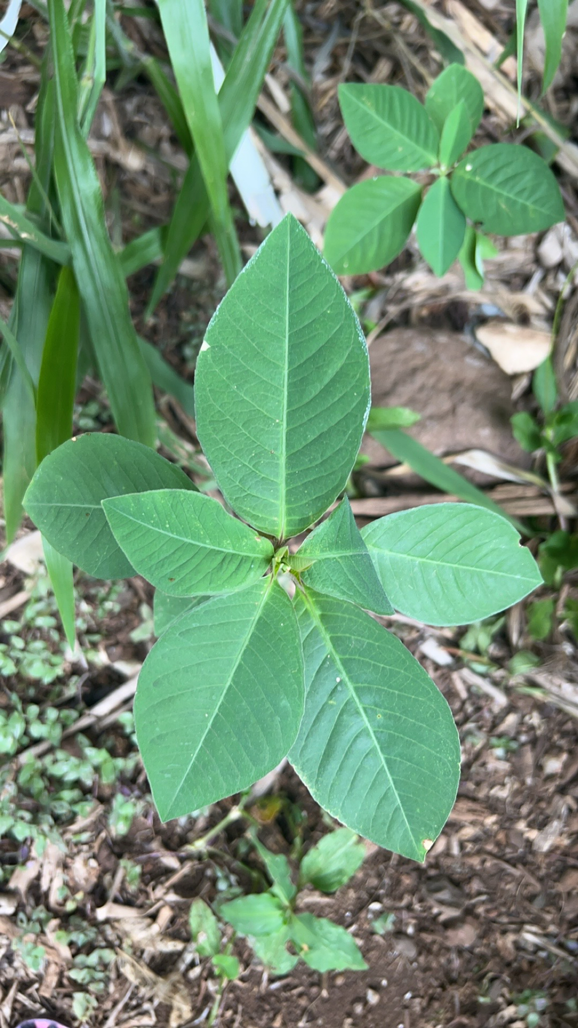 Euphorbia heterophylla