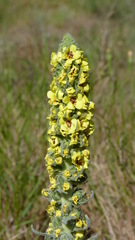 Verbascum boerhavii