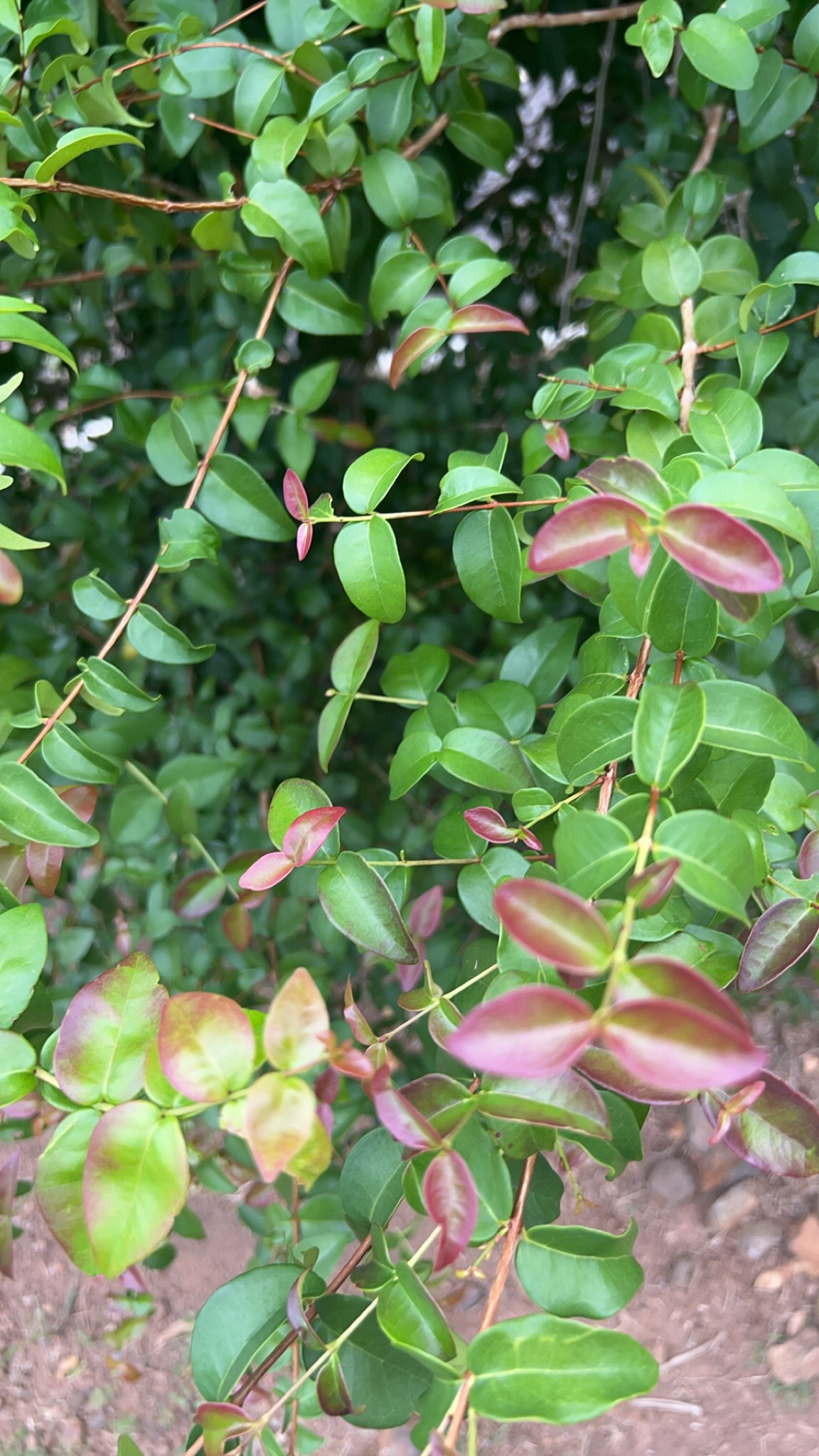 Eugenia uniflora