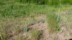Verbascum boerhavii