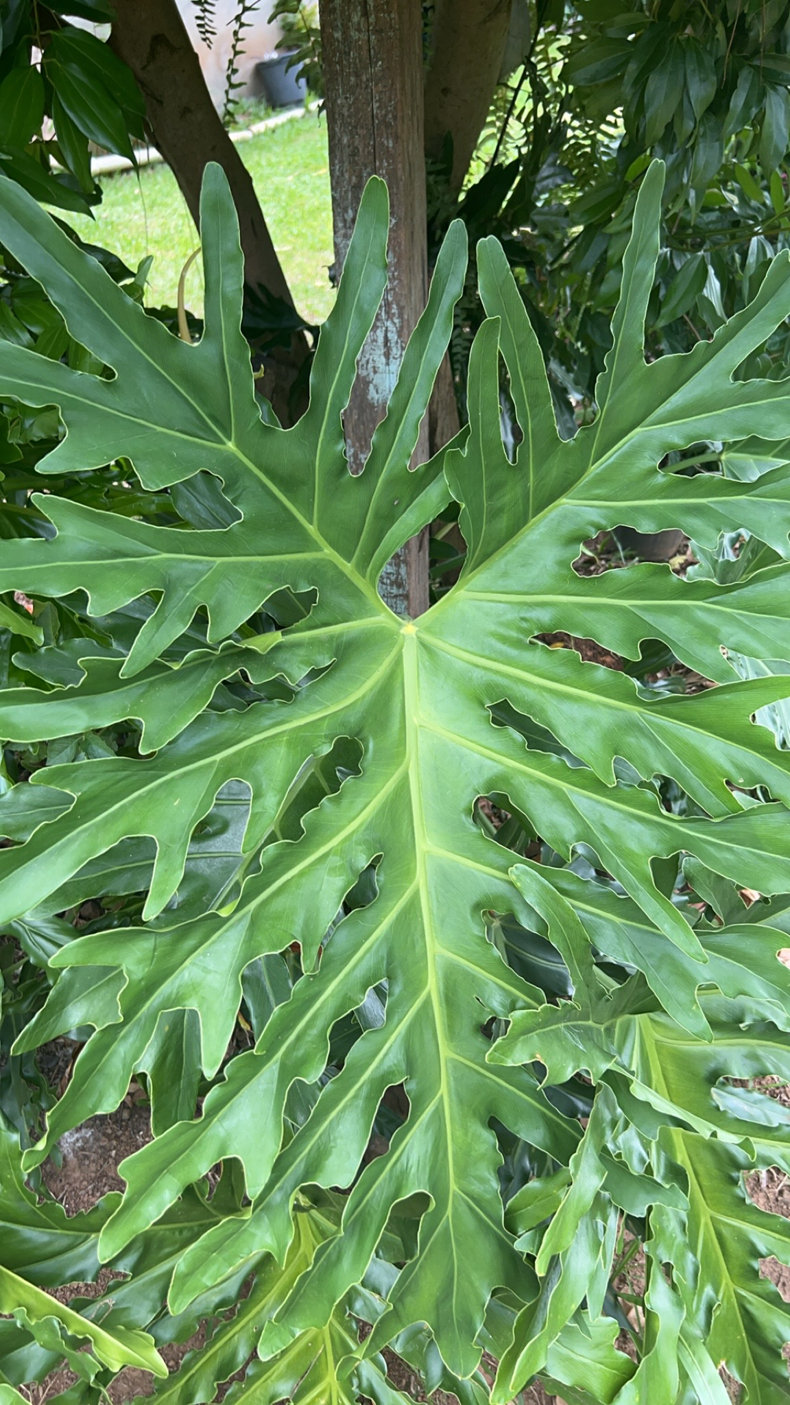 Thaumatophyllum bipinnatifidum