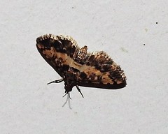 Nacoleia amphicedalis