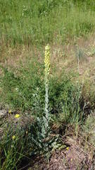 Verbascum boerhavii