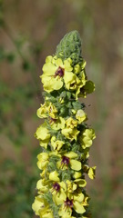 Verbascum boerhavii
