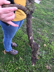 Platanus occidentalis