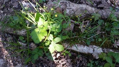 Ranunculus abortivus