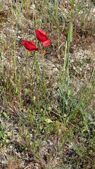 Tragopogon porrifolius porrifolius