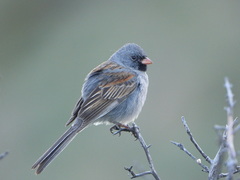 Black-Chinned Sparrow photo 2