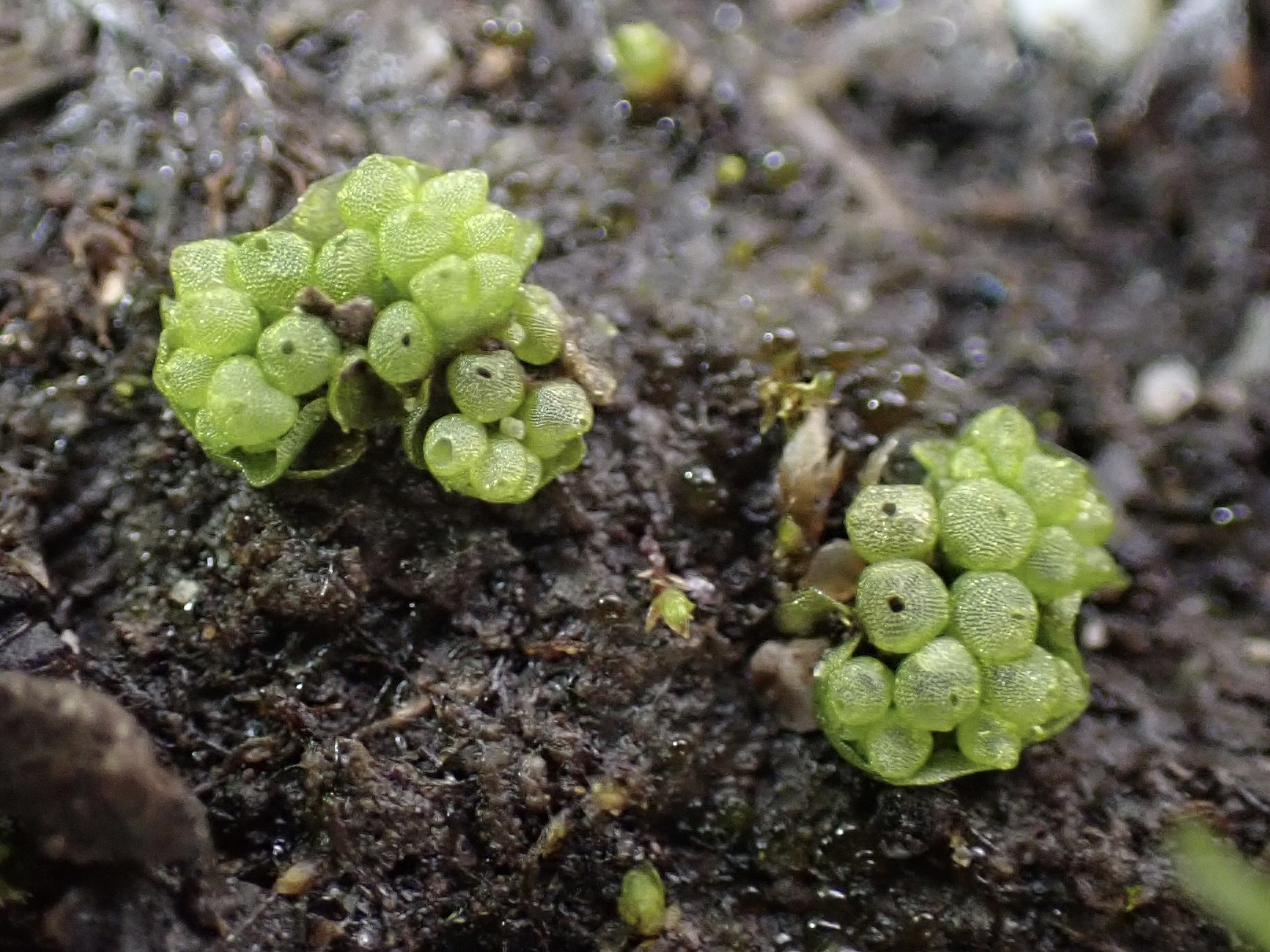 Sphaerocarpos texanus