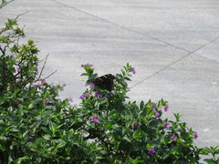 Vanessa indica indica