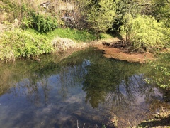 Trachemys scripta elegans