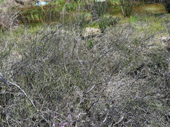 Cliffortia ericifolia