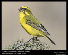 Brimstone Canary photo 2