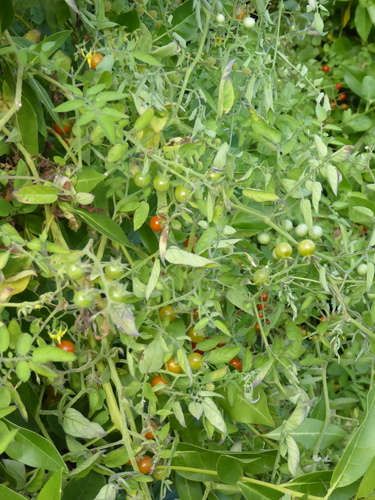 Foto de Tomate cereja