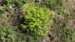 Euphorbia nicaeensis