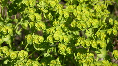 Euphorbia nicaeensis
