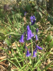 Hyacinthoides