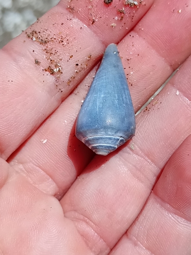 Conus lemniscatus, 2024-01-20