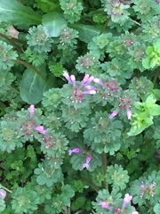 Lamium amplexicaule