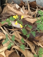 Corydalis flavula