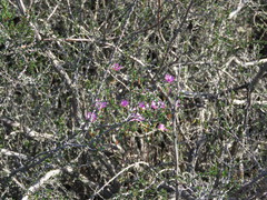 Cliffortia ericifolia