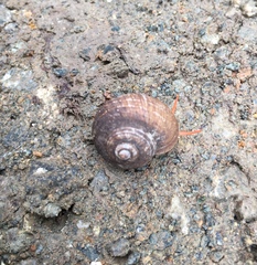Calaperostoma
