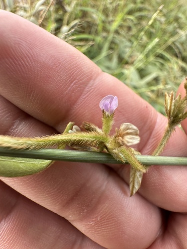 Calopogonium mucunoides image