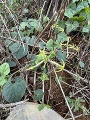 Cyclanthera carthagenensis image
