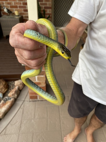Common Tree Snake sighting