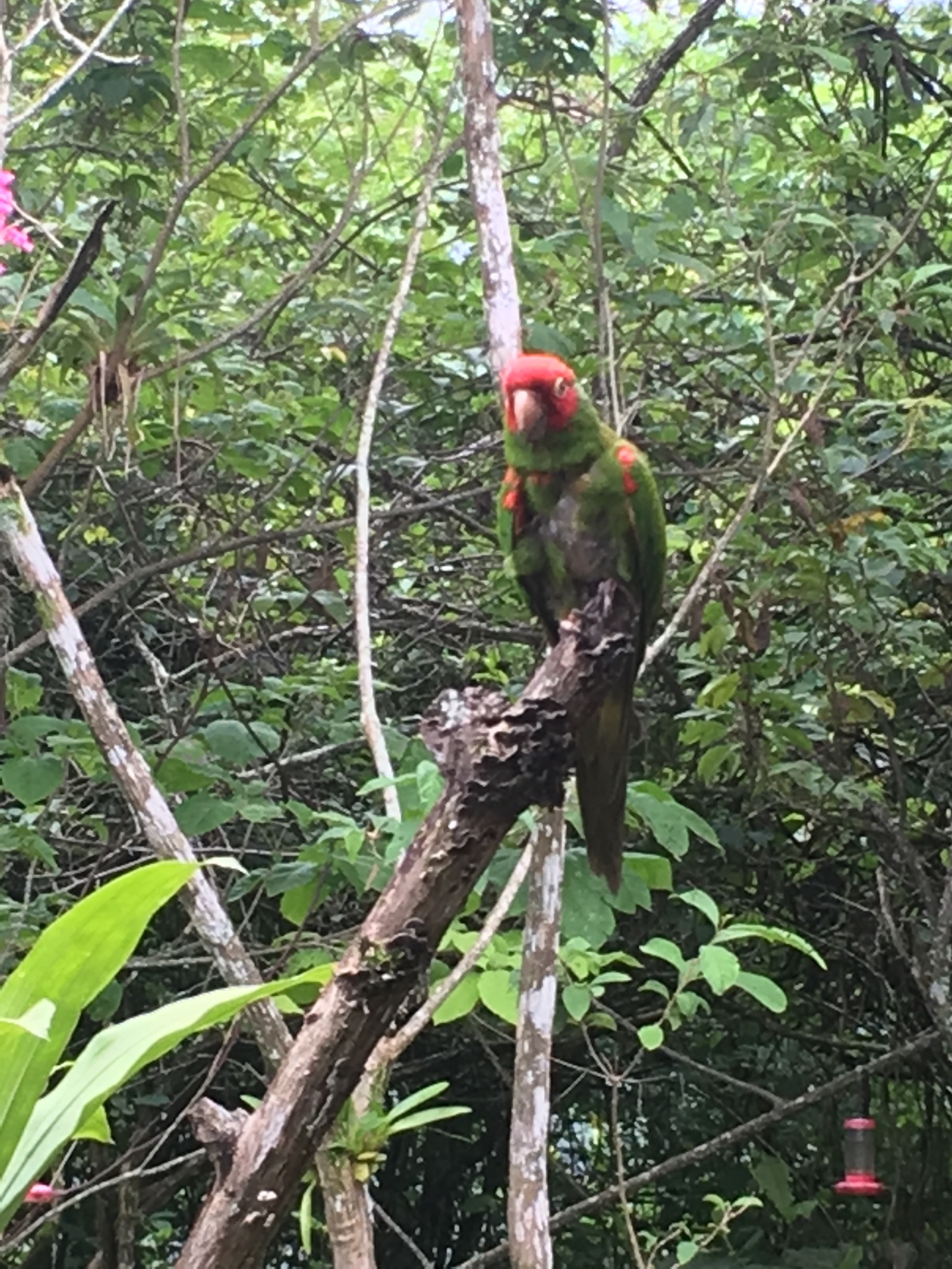 Aratinga erythrogenys image