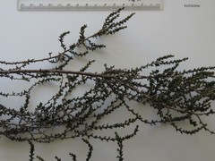 Cliffortia ericifolia