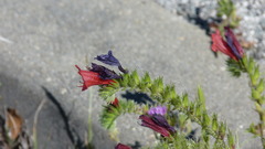 Echium creticum