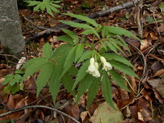 Cardamine kitaibelii