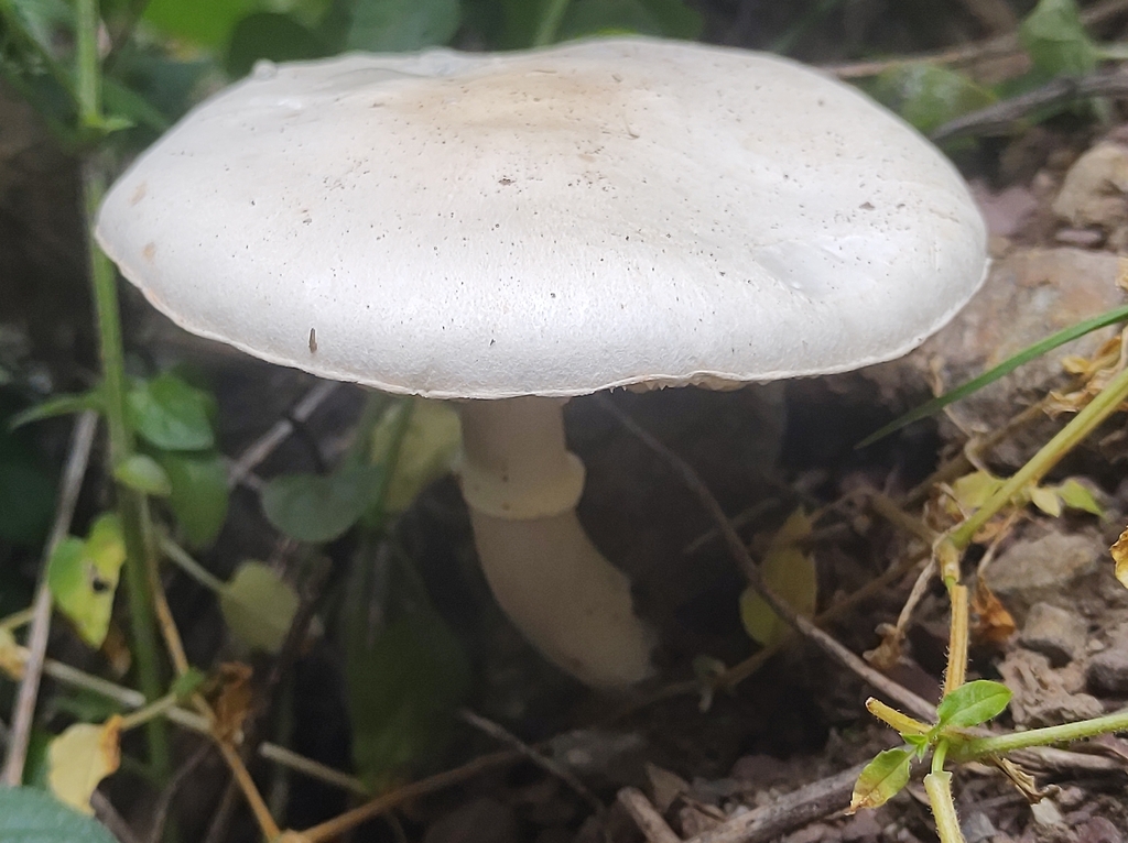 Leucocoprinus leucothites · February 2024 · photo: © maria_luisa_gma (iNaturalist, CC)
