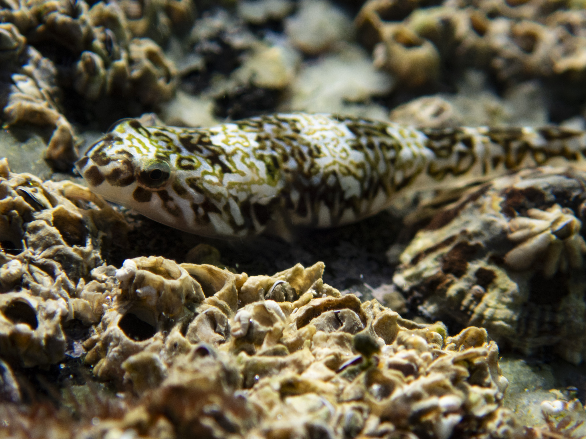 Cortez Clingfish photo 5