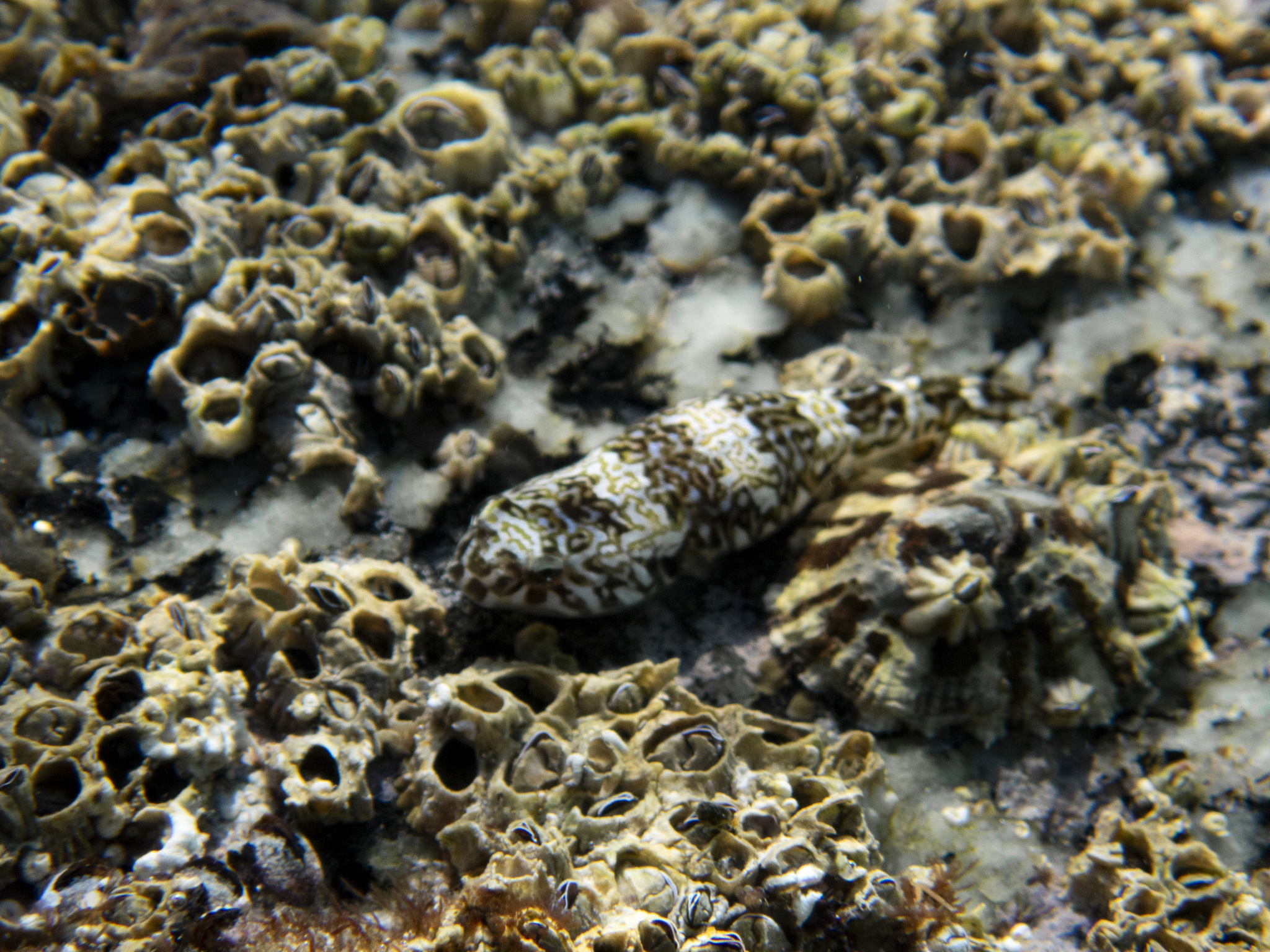 Cortez Clingfish photo 6