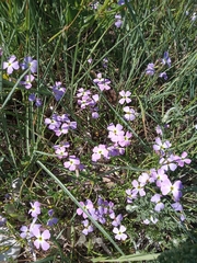 Malcolmia maritima