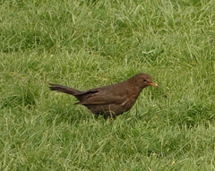Turdus merula