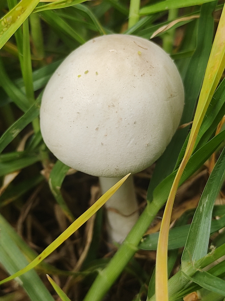 Leucocoprinus leucothites · February 2024 · photo: © maria_luisa_gma (iNaturalist, CC)