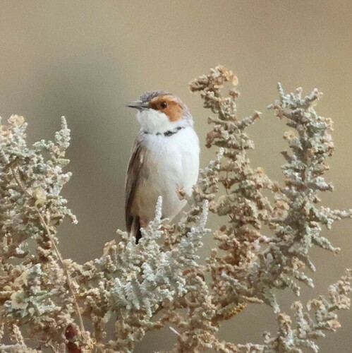Rufous-eared Warbler (Malcorus pectoralis), photo 8
