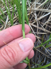 Carex sartwellii
