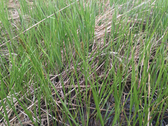 Carex sartwellii