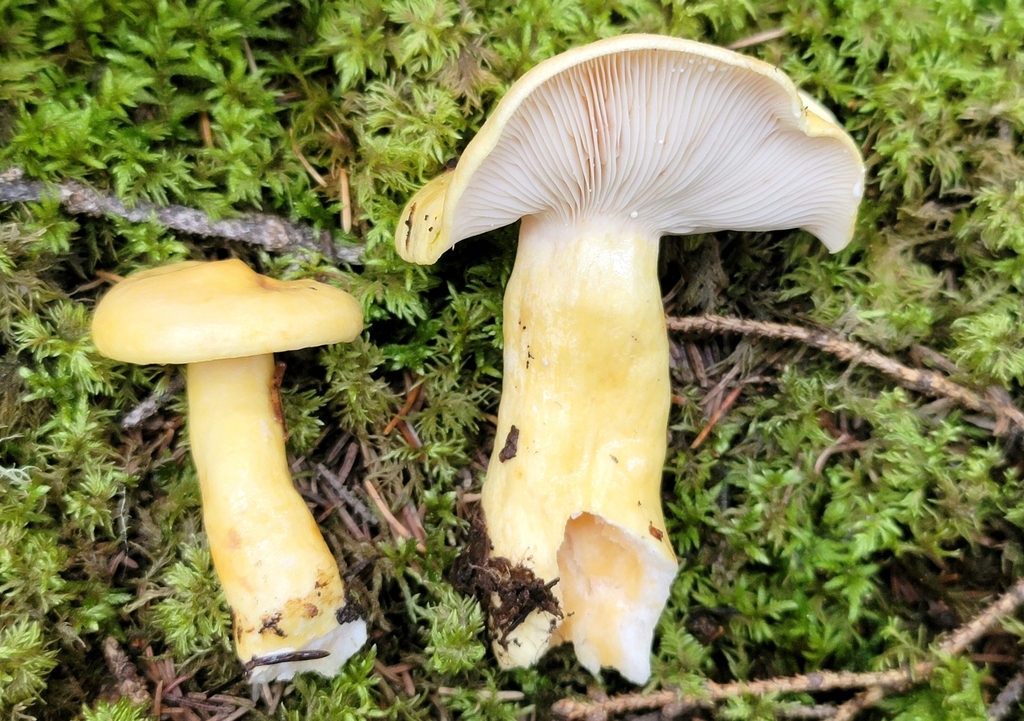 Lactarius aspideoides