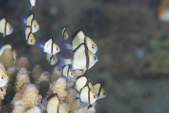 Dascyllus reticulatus
