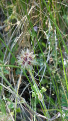 Trifolium stellatum