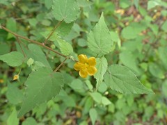 Abutilon viscosum