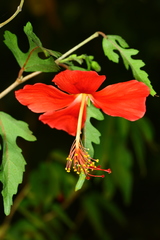 Hibiscus grandidieri image