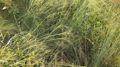 Needle Grass (Stipa capillata)