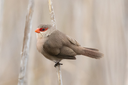 Common Waxbill