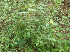Abutilon viscosum